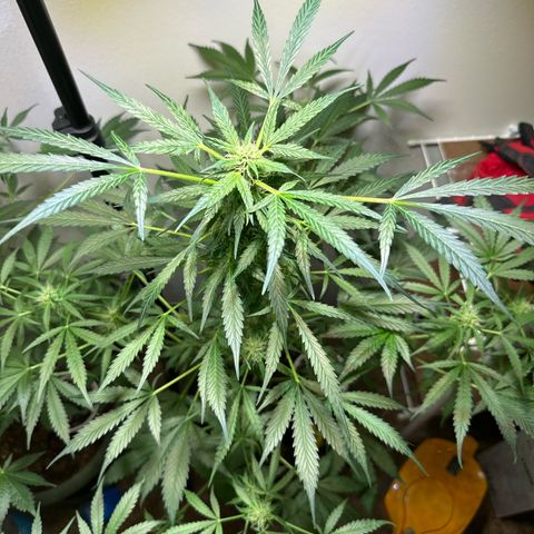 White Widow Automatic growlog timeline photo