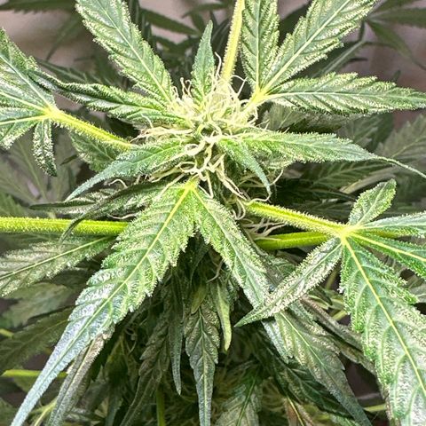 White Widow Automatic growlog timeline photo