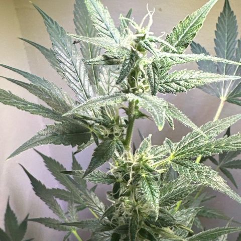 Fat Banana growlog timeline photo