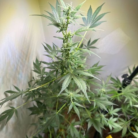 Fat Banana growlog timeline photo