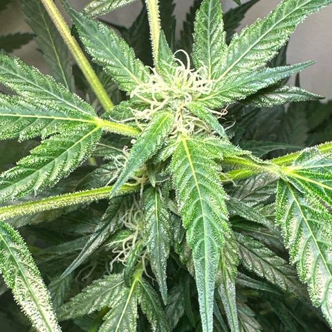 White Widow Automatic growlog timeline photo