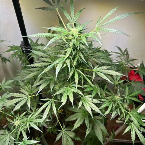 White Widow Automatic growlog timeline photo