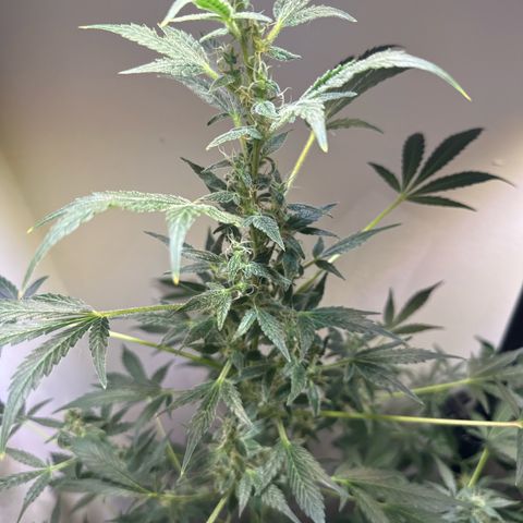 Fat Banana growlog timeline photo
