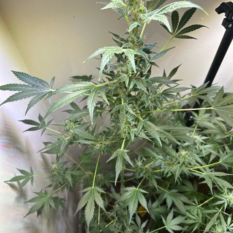 Fat Banana growlog timeline photo