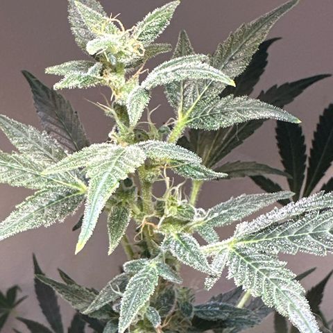 Fat Banana growlog timeline photo
