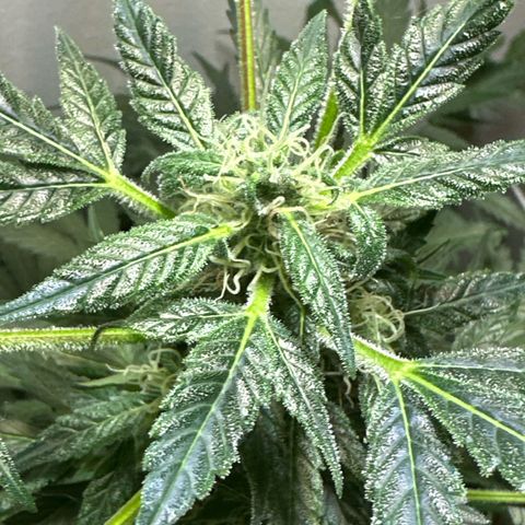 White Widow Automatic growlog timeline photo
