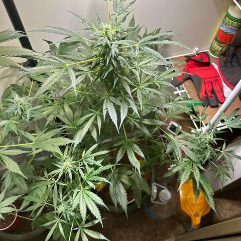 White Widow Automatic growlog timeline photo