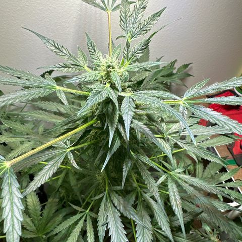 White Widow Automatic growlog timeline photo