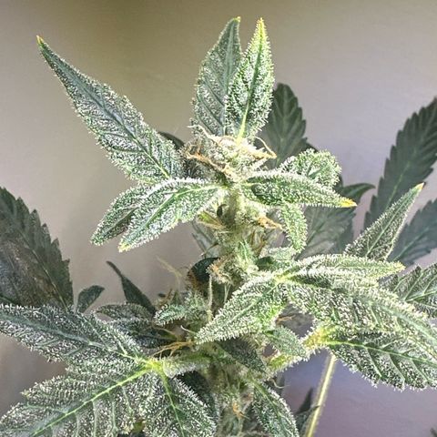 Fat Banana growlog timeline photo