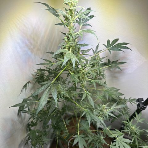 Fat Banana growlog timeline photo
