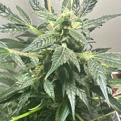 White Widow Automatic growlog timeline photo