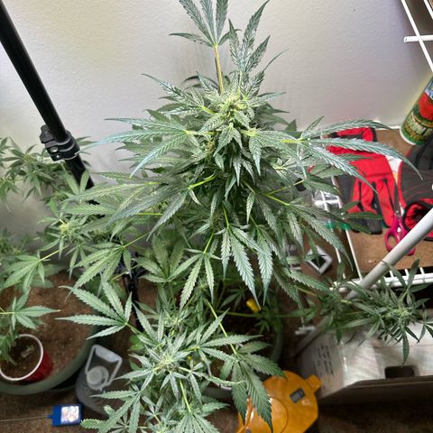 White Widow Automatic growlog timeline photo