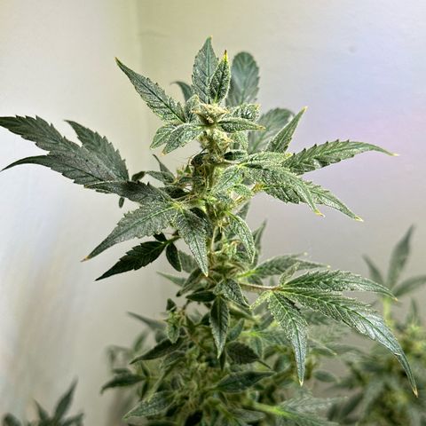 Fat Banana growlog timeline photo
