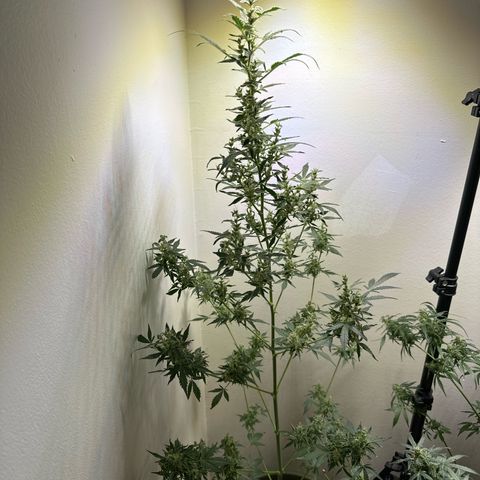Fat Banana growlog timeline photo