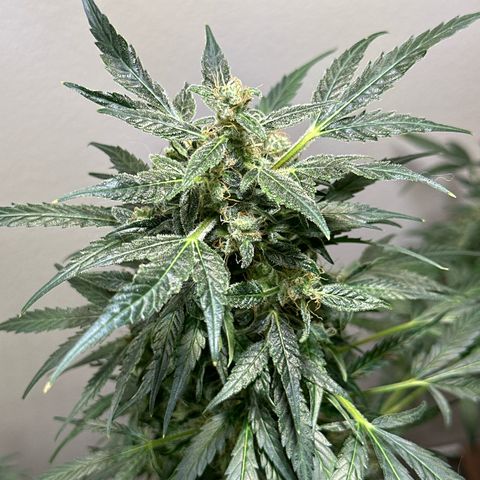 White Widow Automatic growlog timeline photo