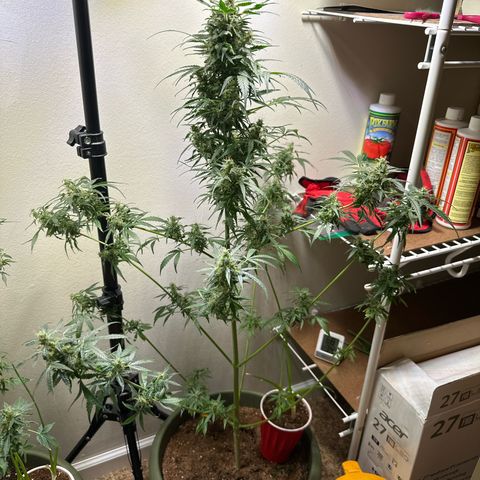 White Widow Automatic growlog timeline photo