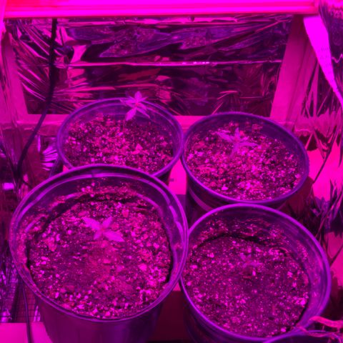 Unknown strain growlog timeline photo