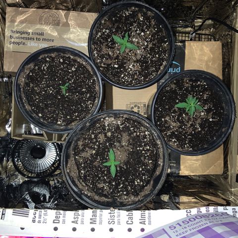 Unknown strain growlog timeline photo