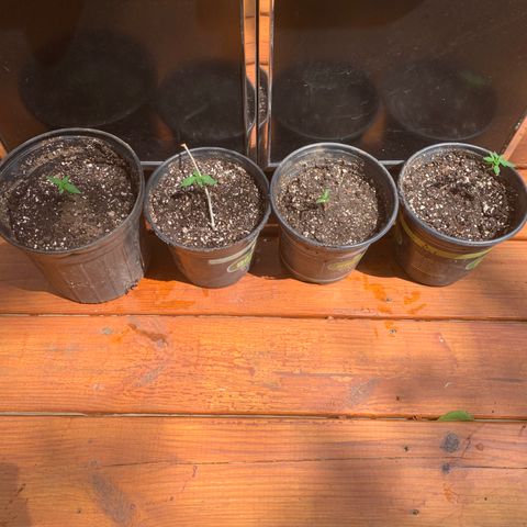Unknown strain growlog photo: Transplanted from small cups, to their 1st pot….