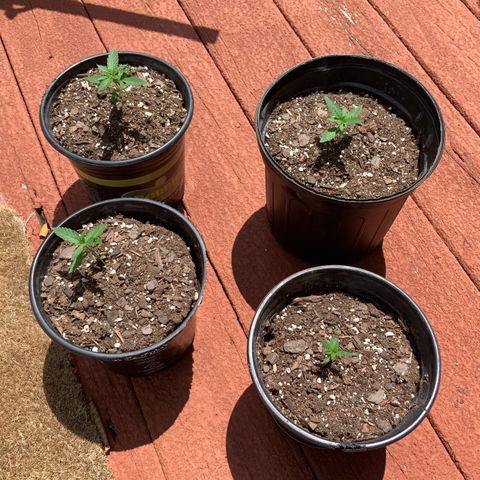 Unknown strain growlog photo: 14:15 I swear they’re growing right before my eyes…