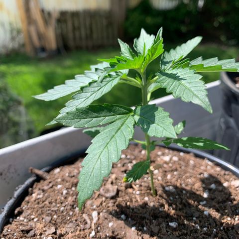 Unknown strain growlog photo: Plant #1.  Crooked Plant.  Added additional soil, for support.