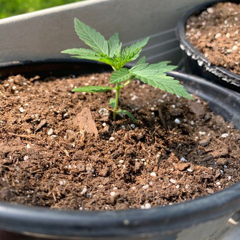 Unknown strain growlog photo: Plant #2.  Slow Grower. 