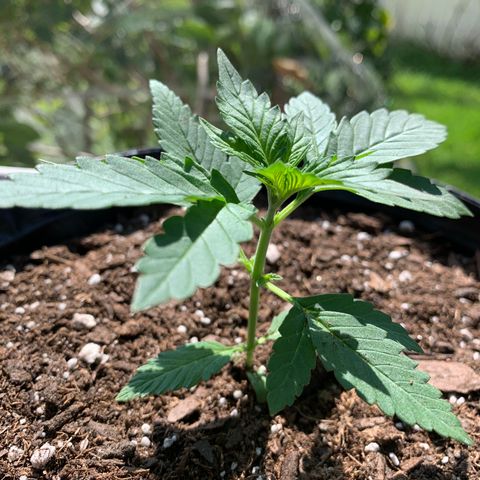 Unknown strain growlog photo: Plant #3.   Super Girl
