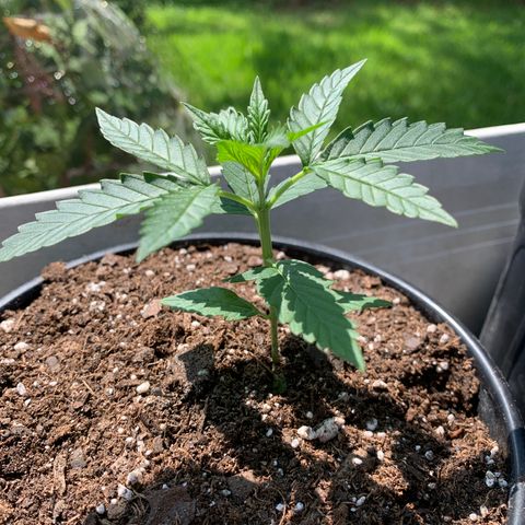 Unknown strain growlog photo: Plant #4.   Super Girl #2