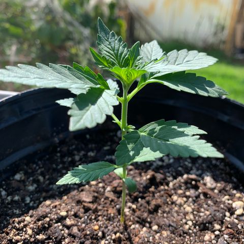 Unknown strain growlog timeline photo