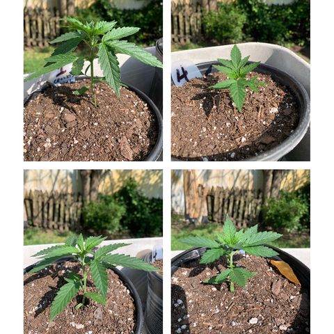 Unknown strain growlog photo: Full Sun 11 hrs.   
Multi spec 15 hrs