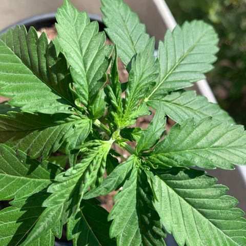 Unknown strain growlog photo: Topped the largest of the four plants, #1 Crooked Girl.