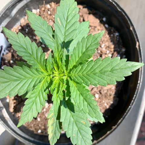 Unknown strain growlog photo: I noticed a slight discoloration (kinda yellow/brown ) on the leafs.  Any suggestions, or ideas?