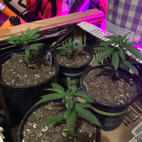 Unknown strain growlog photo: Full sun all day!  Topped!