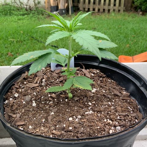 Unknown strain growlog photo: Early morning pic!  