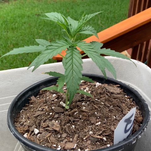 Unknown strain growlog photo: Early morning pic!  