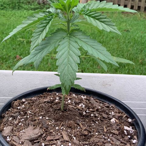 Unknown strain growlog photo: Early morning pic!  