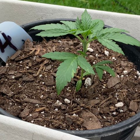 Unknown strain growlog photo: Early morning pic!  