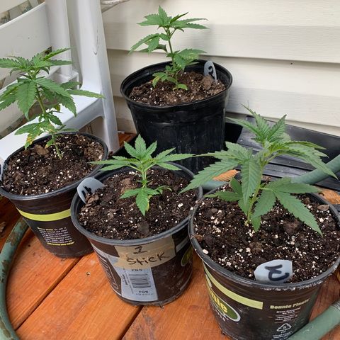 Unknown strain growlog photo: Increased at least one inch today.  First feeding of nutrients!