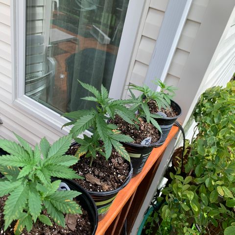 Unknown strain growlog photo: Growing really quickly, one day after first feeding of Fox Farm Nutrients.  The yellowing of leafs seems to have stopped, and new branches are sprouting out of no where…