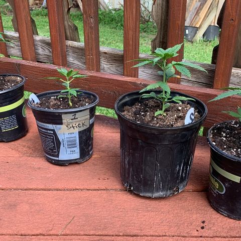 Unknown strain growlog photo: Growing well.  Discoloration limited since applying nutrients.