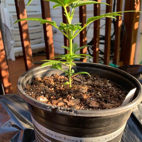 Unknown strain growlog photo: Big Day!  Trim, water, grow.