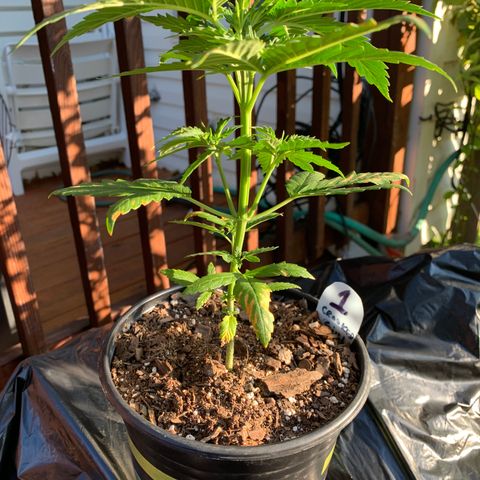 Unknown strain growlog photo: Big Day!  Trim, water, grow.