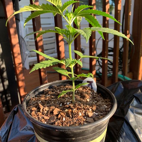 Unknown strain growlog photo: Big Day!  Trim, water, grow.