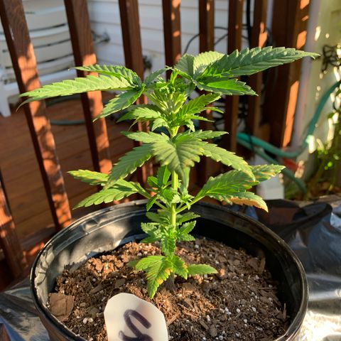 Unknown strain growlog photo: Big Day!  Trim, water, grow.