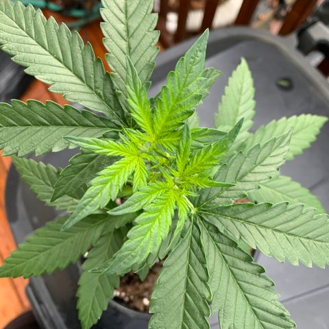 Unknown strain growlog photo: Given  nutrients yesterday.  Placed in the garage overnight; with no light, due to weather.  Checked plants this morning, and this is what I found.  Plants are turning slightly yellow, on both new and old growth.  I checked the PH levels.  PH is a bit high, between 6.5 - 7.