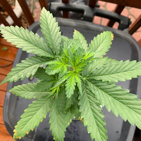 Unknown strain growlog photo: Given  nutrients yesterday.  Placed in the garage overnight; with no light, due to weather.  Checked plants this morning, and this is what I found.  Plants are turning slightly yellow, on both new and old growth.  I checked the PH levels.  PH is a bit high, between 6.5 - 7.