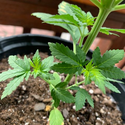Unknown strain growlog photo: Given  nutrients yesterday.  Placed in the garage overnight; with no light, due to weather.  Checked plants this morning, and this is what I found.  Plants are turning slightly yellow, on both new and old growth.  I checked the PH levels.  PH is a bit high, between 6.5 - 7.