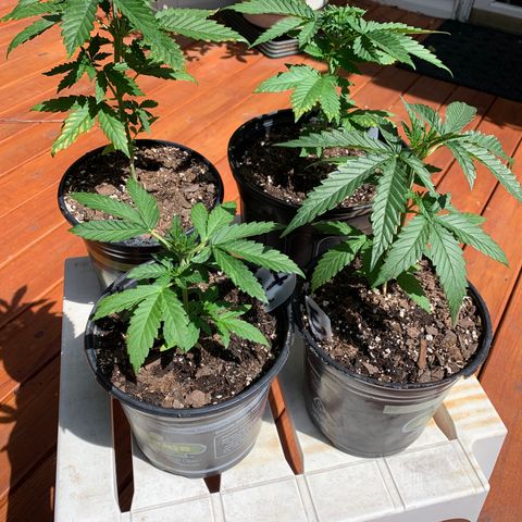 Unknown strain growlog photo: Day 4 Watering…    Added 1 tsp Cal/Mag to nutrient water, and fed 2 cups each.  The following weights after watering, in plant chronological order.