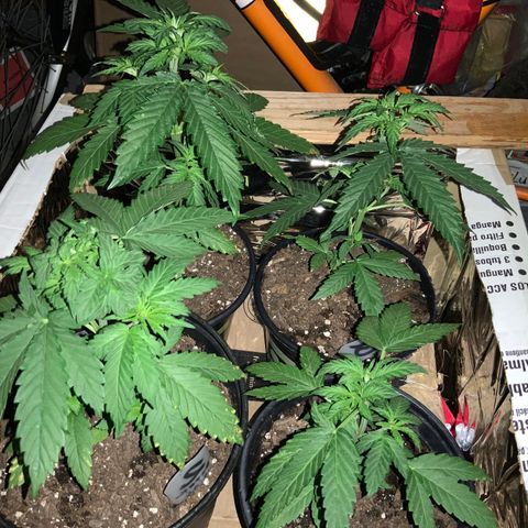 Unknown strain growlog photo: END OF DAY!
