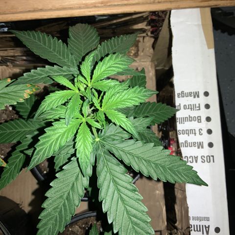 Unknown strain growlog photo: END OF DAY!
